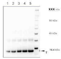 PR-1 | Pathogenesis-related protein 1 in the group Antibodies Plant/Algal / Environmental Stress / Pathogen attack at Agrisera AB (Antibodies for research) (AS10 687)